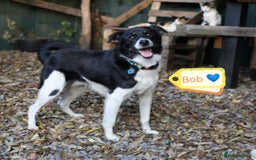 Mixed Breed dogs for adoption: 💙🐶 BOB 🐶💙 - Image 1
