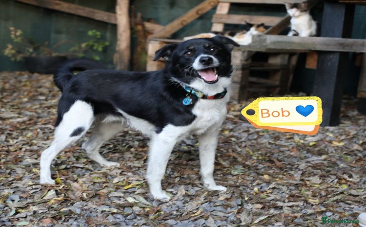 Mixed Breed dogs - Advert 12