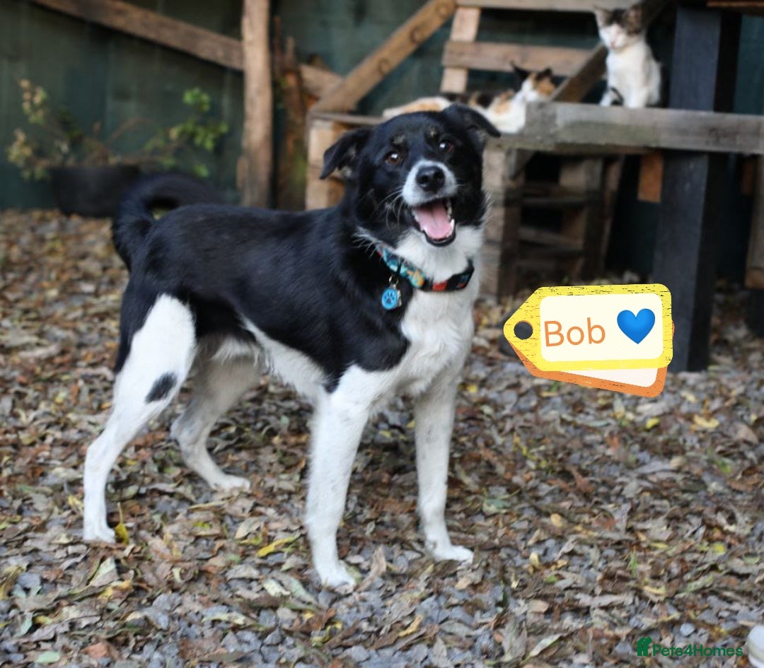 Mixed Breed dogs for adoption: 💙🐶 BOB 🐶💙 - Image 1