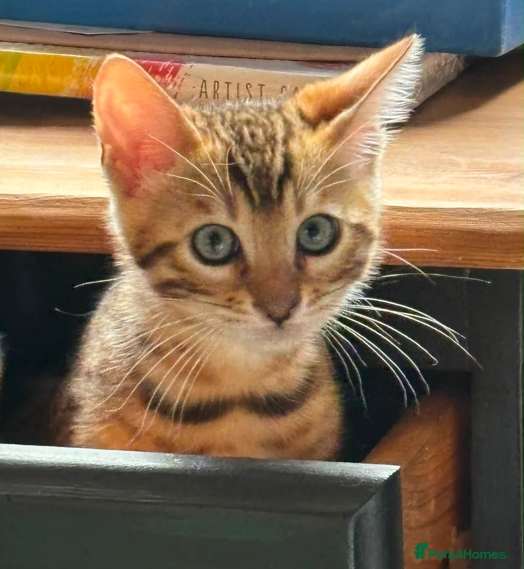 Bengal cats for sale: Pedigree SBT Female Bengal kitten in Grantham - Advert 1