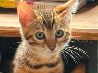 Bengal cats for sale: Pedigree SBT Female Bengal kitten - Advert 2