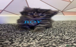 Ragdoll cats for sale: 3 Tiger ragdoll X kittens  - Image 1