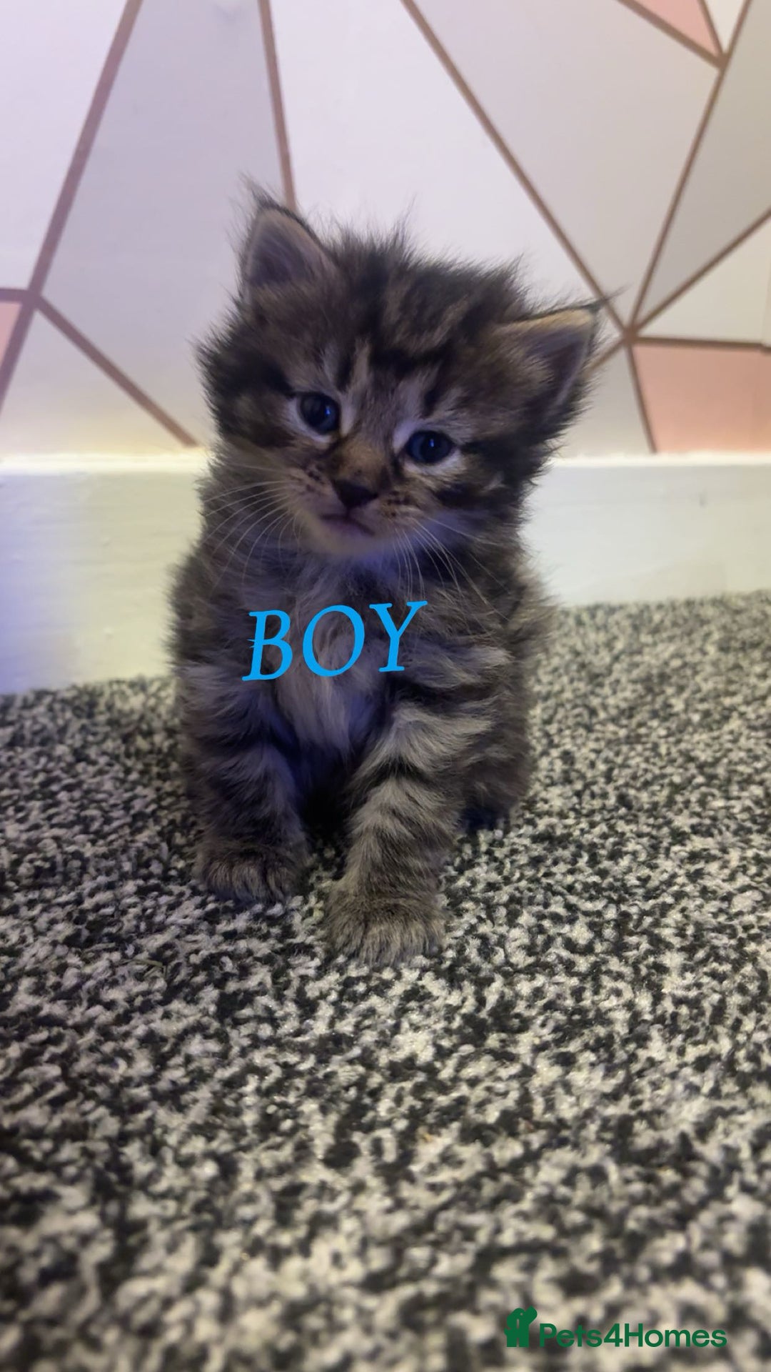 Ragdoll cats for sale: 3 Tiger ragdoll X kittens  - Image 1