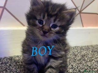 Ragdoll cats - Advert 25