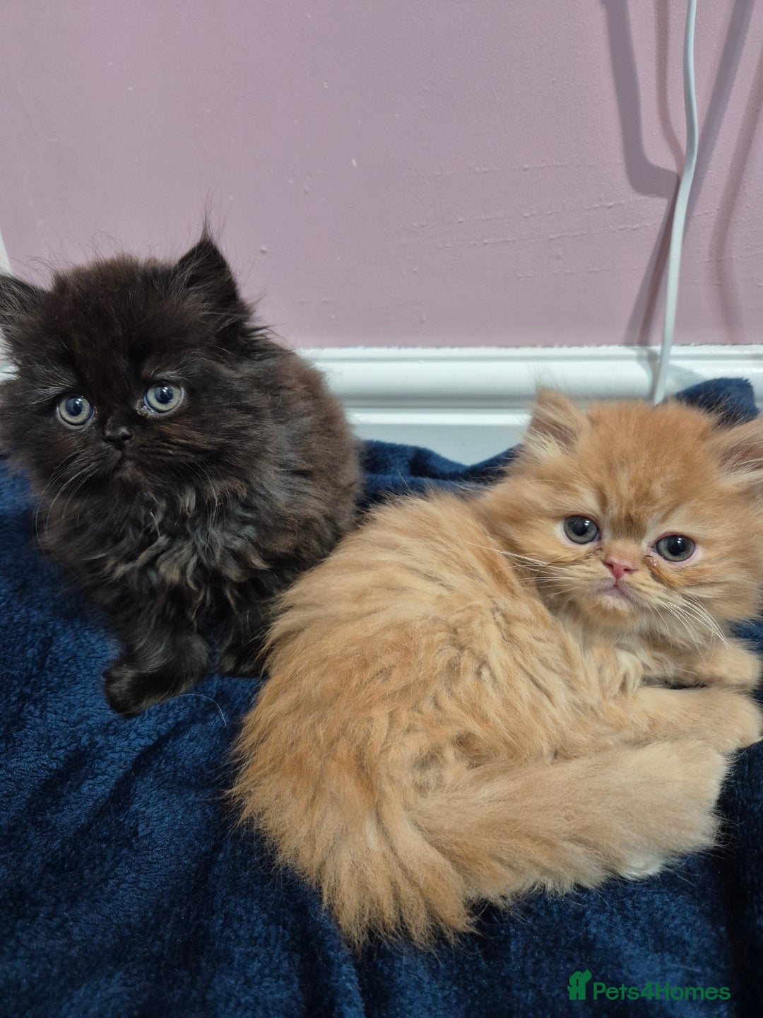 Persian cats for sale: Gorgeous Persian kittens! READY FOR  ** ! - Advert 3