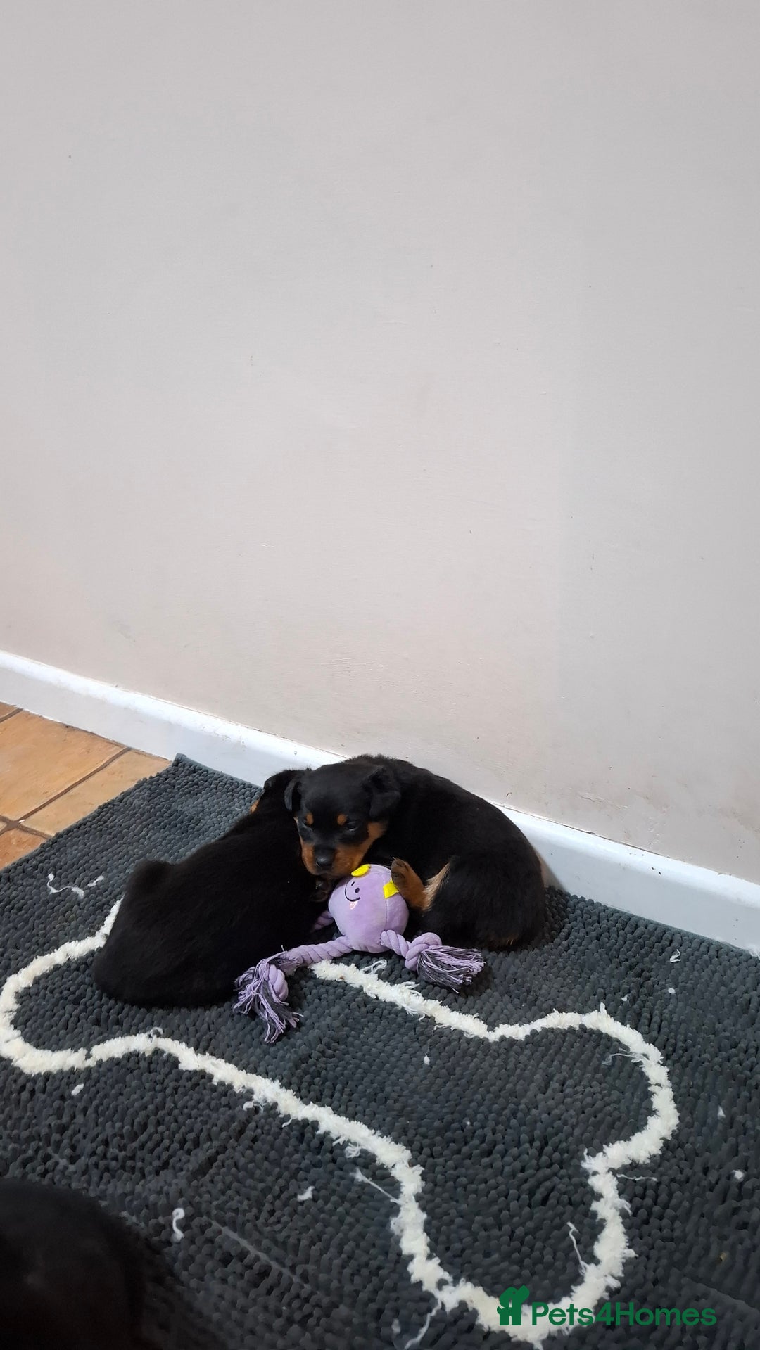 Rottweiler dogs for sale: Rottweiler puppies  - Image 32