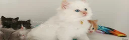 Ragdoll cats for sale: Beautiful cross Ragdoll/Persian 😻😻😻😻 - Advert 35