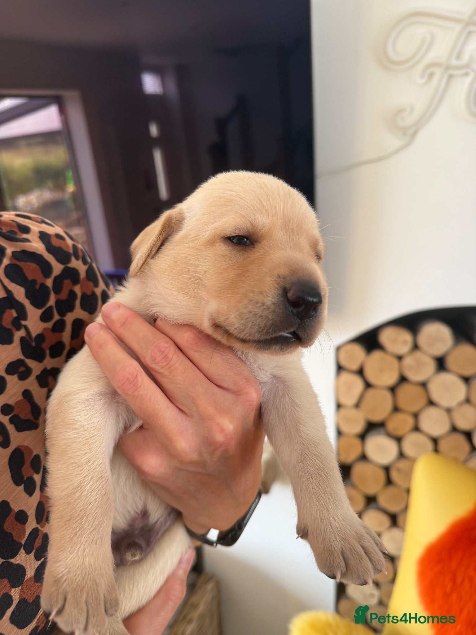 Labrador Retriever dogs Exceptional Health-Tested Purebred Labrador Puppys - Advert 2