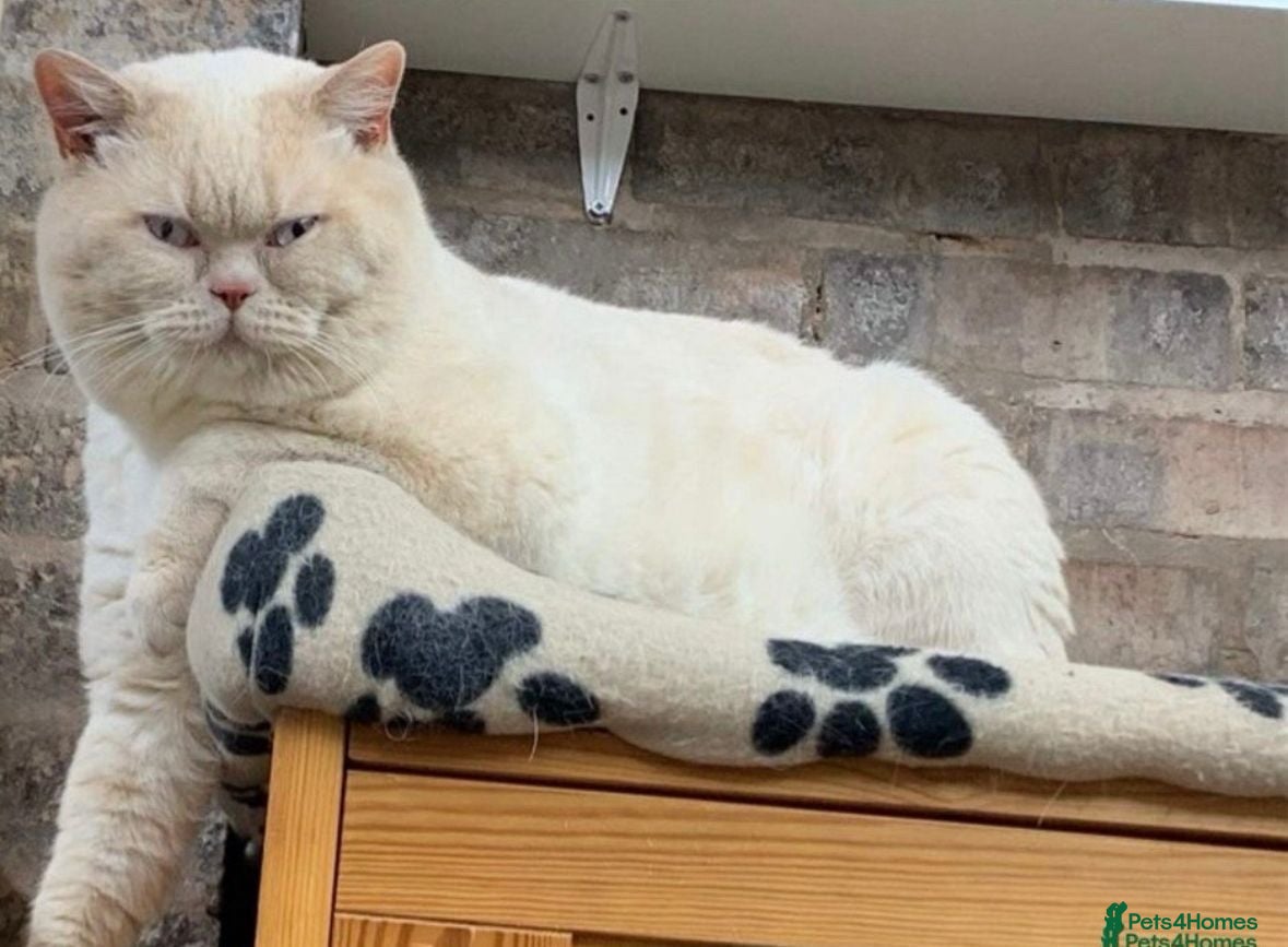 British Shorthair cats Cream of la crop! Blood group B. GCCF/TICA reg  - Advert 5