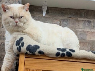 British Shorthair cats Cream of la crop! Blood group B. GCCF/TICA reg - Advert 7