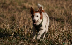 Jack Russell dogs for stud: Parson Jack Russell  - Image 5