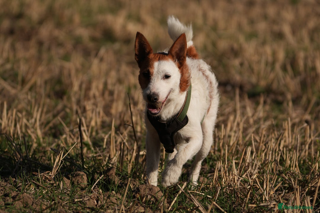 Jack Russell dogs for stud: Parson Jack Russell  - Image 5