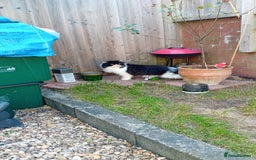 Persian cats for sale: Persian cat  - Image 2