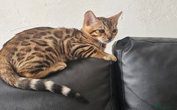 Bengal cats for sale: Bengal kittens  - Image 12