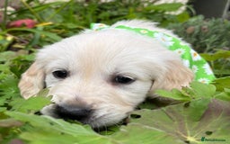 Golden Retriever dogs for sale: ❤️ Superb Litter of Golden Retriever Puppies ❤️ - Image 28