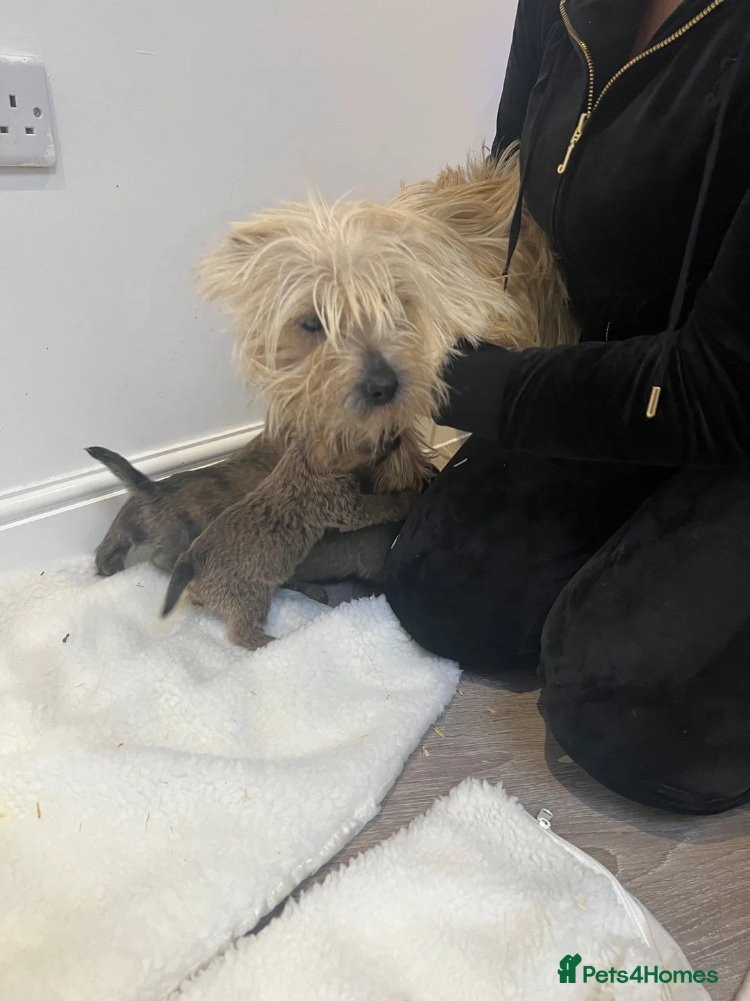 Cairn Terrier dogs for sale: Cairn terrier puppy’s  - Advert 13