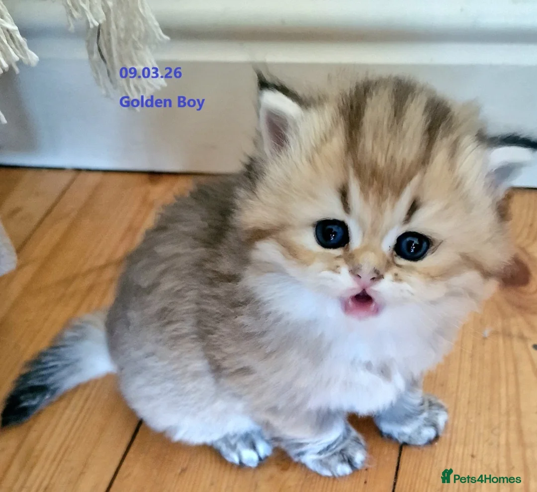 British Longhair cats for sale: ❤ Pedigree Kittens ❤ Gold Silver ❤ Healthy ❤ - Advert 2