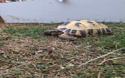 Tortoise reptiles for sale: Shelby - Image 4