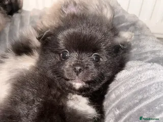 Pomeranian dogs Pomeranian pups - Advert 11