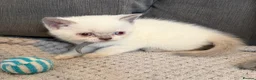 British Shorthair cats for sale: British shorthair colourpoint kittens  - Advert 9