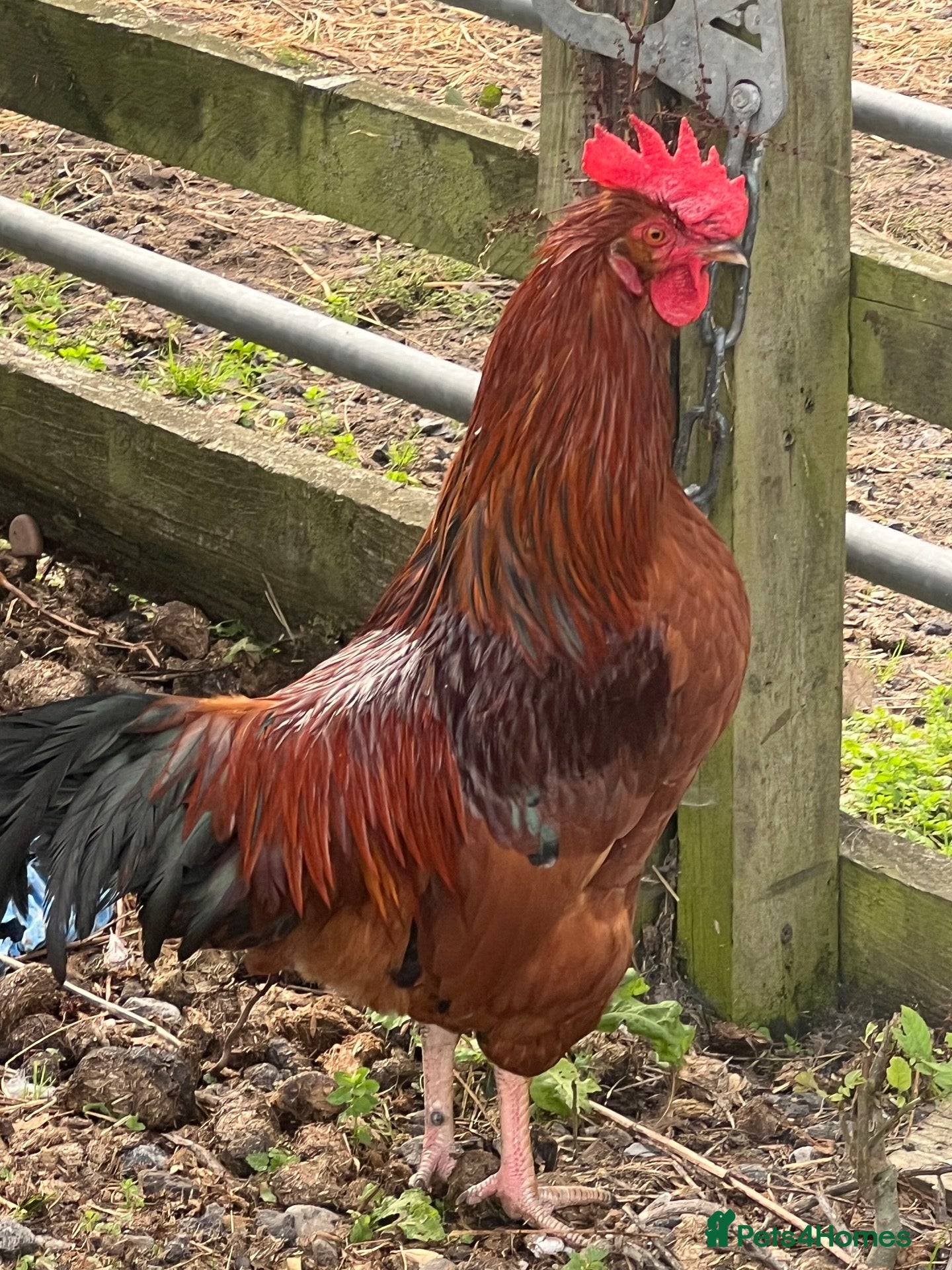 Hens poultry Cockerel  - Advert 1