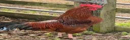 Hens poultry for sale: Cockerel  in Melton Mowbray - Advert 1
