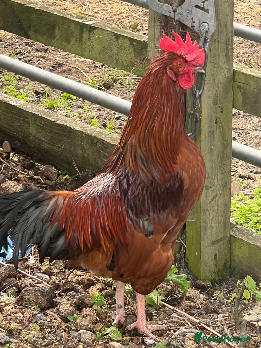 Hens poultry for sale: Cockerel  in Melton Mowbray - Advert 1