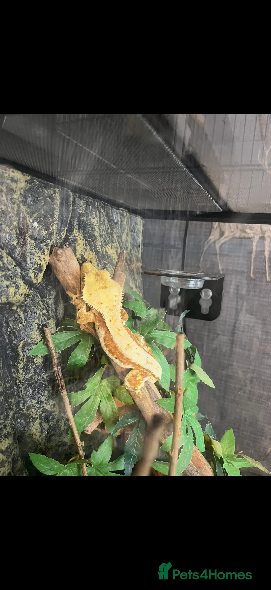 Lizard reptiles for sale:  crested gecko - Advert 1