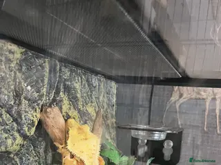 Lizard reptiles crested gecko - Advert 1