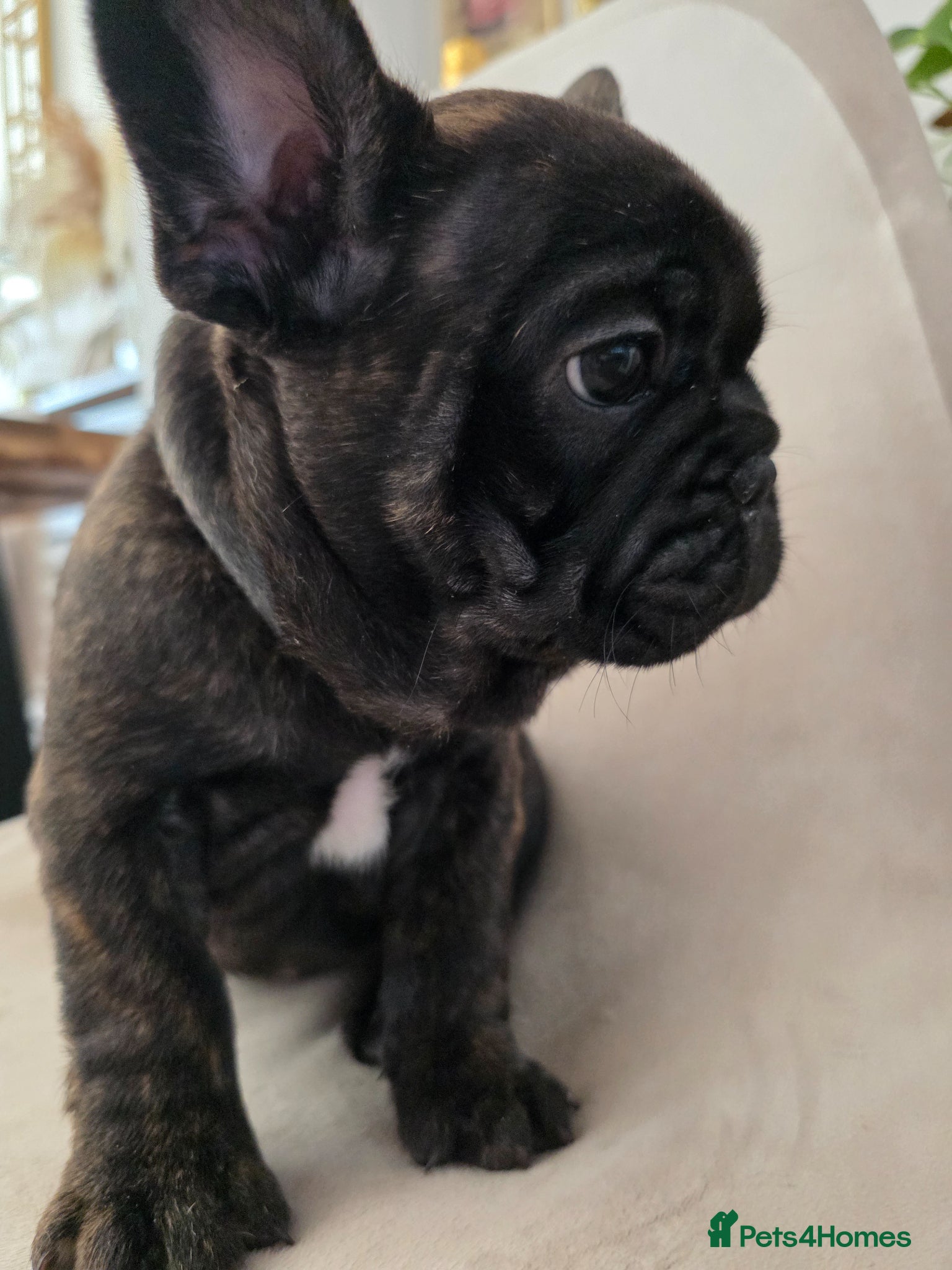 French Bulldog dogs for sale: 🐶 Puppies Ready for Their Forever Homes  - Advert 8