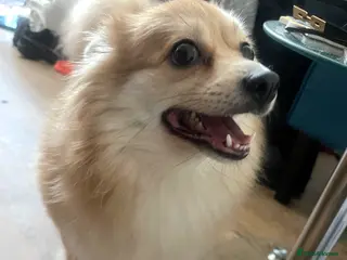 Mixed Breed dogs Pom X Spitz - Advert 2