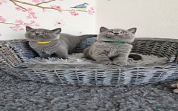 British Shorthair cats for sale: Gccf British Shorthair kittens  - Image 21