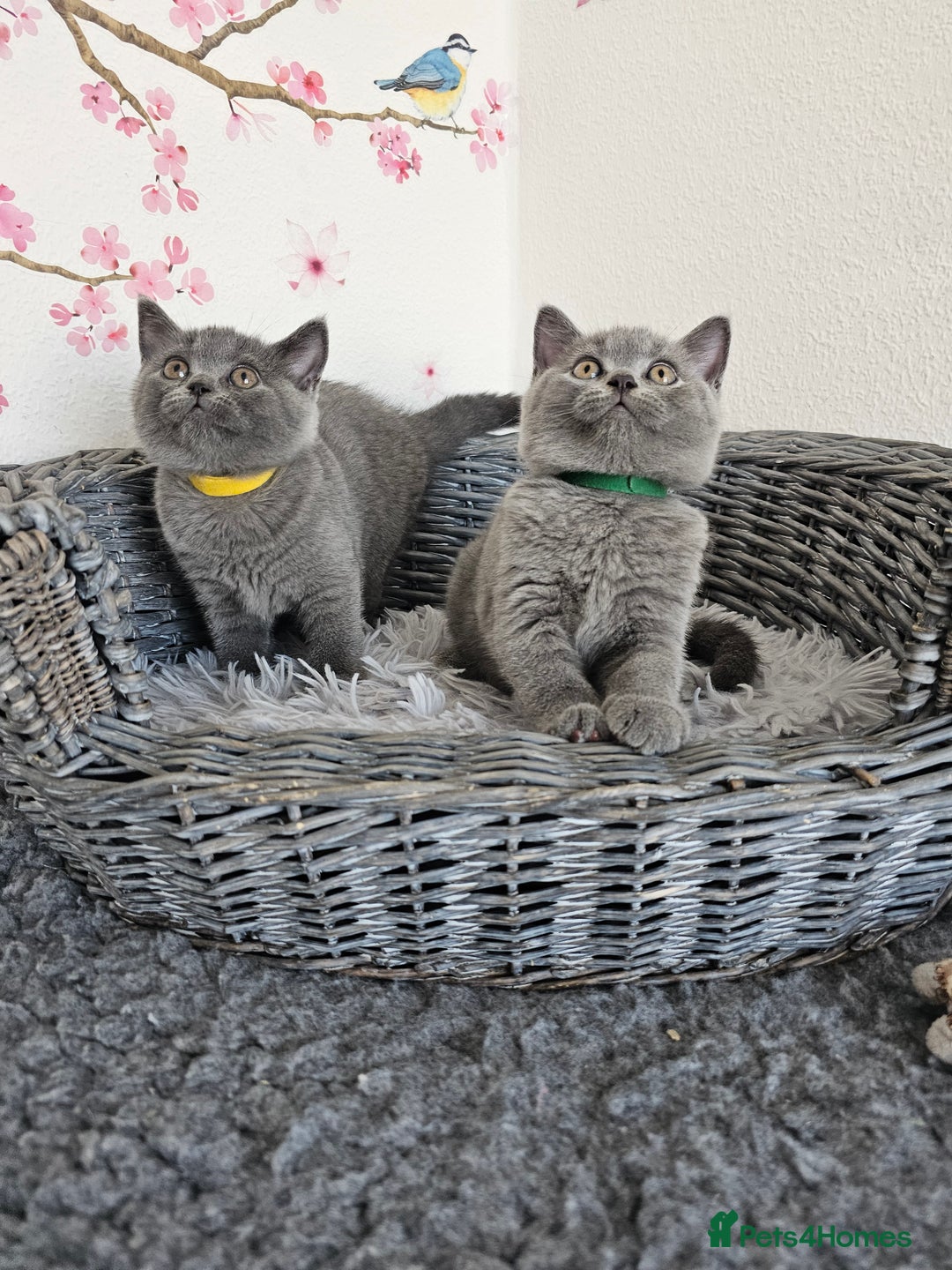 British Shorthair cats for sale: Gccf British Shorthair kittens  - Image 21