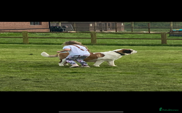 Saint Bernard dogs for sale: Rough male ready to leave  - Image 8