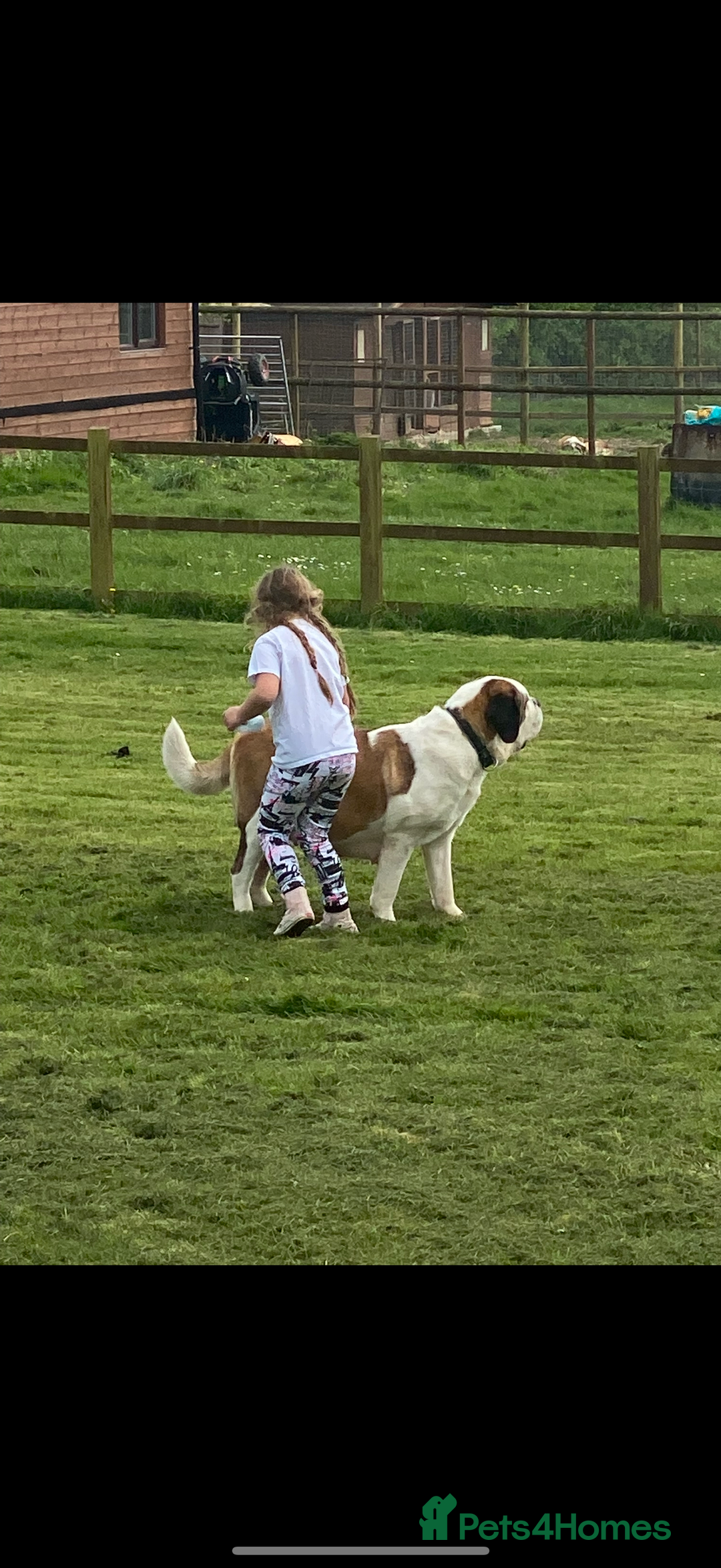 Saint Bernard dogs for sale: Rough male ready to leave  - Image 8