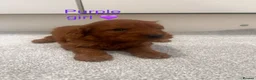 Cockapoo dogs for sale: KC Parents F1 Cockerpoos !!!! - Advert 8