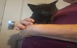Mixed Breed cats for sale: 1 kitten left ready  2nd sept  - Image 26