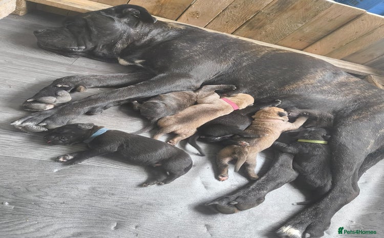 Mixed Breed dogs - Advert 1