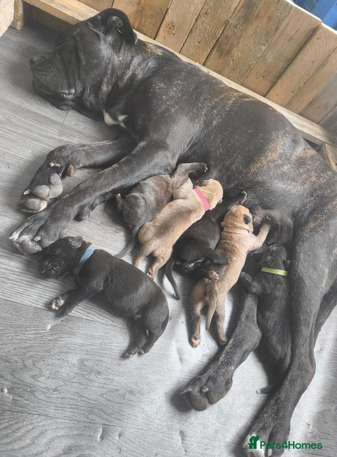 Mixed Breed dogs for sale: Came Corso X Puppies - Image 1