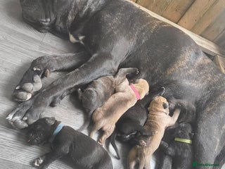 Mixed Breed dogs for sale - Advert 1