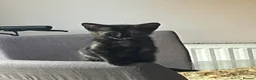 Mixed Breed cats for sale: 3 beautiful kittens 2 boys 1 girl  in Cleethorpes - Advert 2