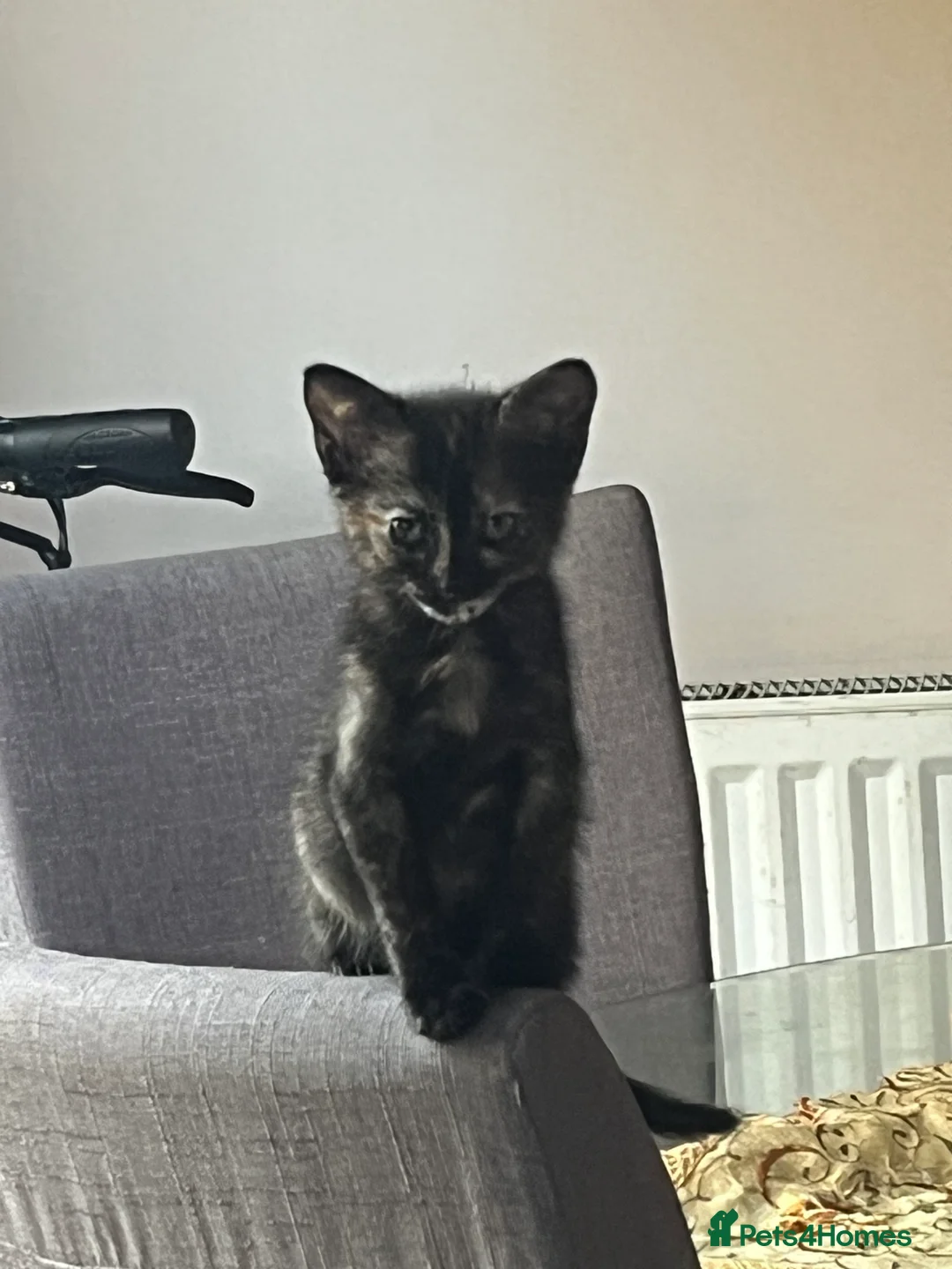 Mixed Breed cats for sale: 3 beautiful kittens 2 boys 1 girl  in Cleethorpes - Advert 2
