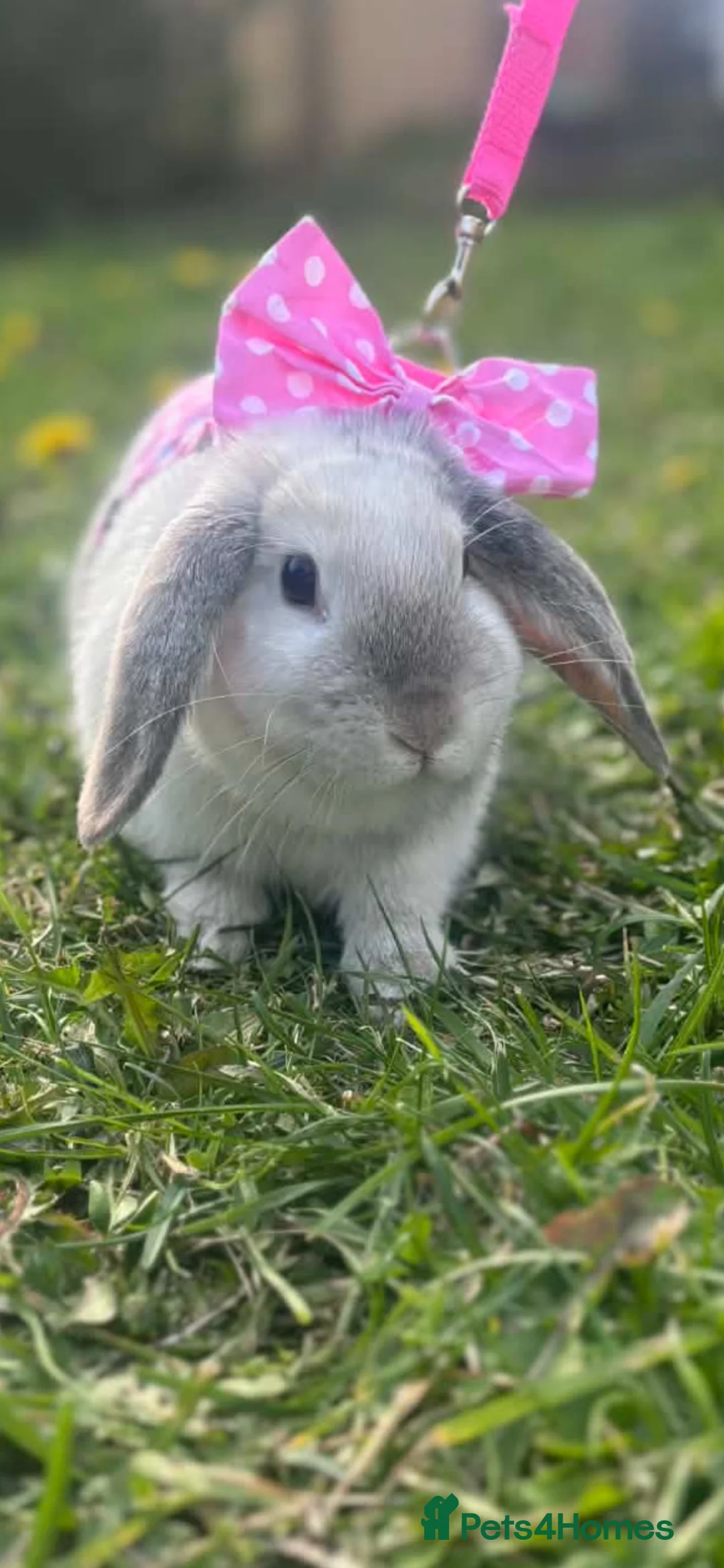 English Lop rabbits for sale: Miss Trixi in Ashington - Advert 2