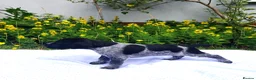 German Shorthaired Pointer dogs for sale: ❤️🐾 GORGEOUS GERMAN SHORTHAIRED POINTER PUPPIES - Advert 16
