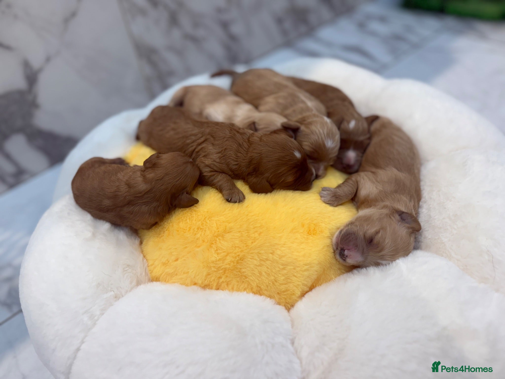 Cavapoo dogs Beautiful Extensively Health Tested F1 Cavapoos🐶 - Advert 1