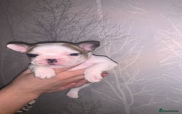 French Bulldog dogs for sale: French bulldog pups  - Image 11