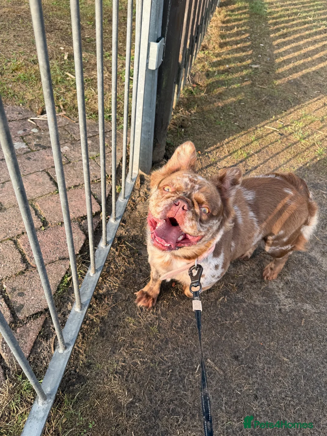 French Bulldog dogs for sale: Rehoming our beautiful girl  - Advert 2