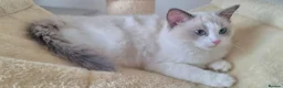 Ragdoll cats for sale: 💕Beautiful TICA Ragdolls Kittens 💕 - Advert 32