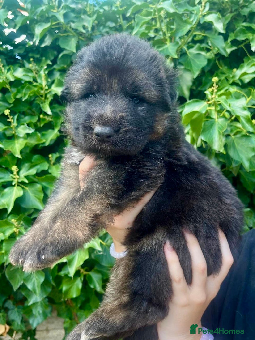 German Shepherd dogs for sale: German Shepard Long haired puppies - Image 23