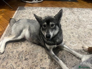 Mixed Breed dogs Bernese X Huskydor Pups - Advert 1